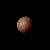 Korar